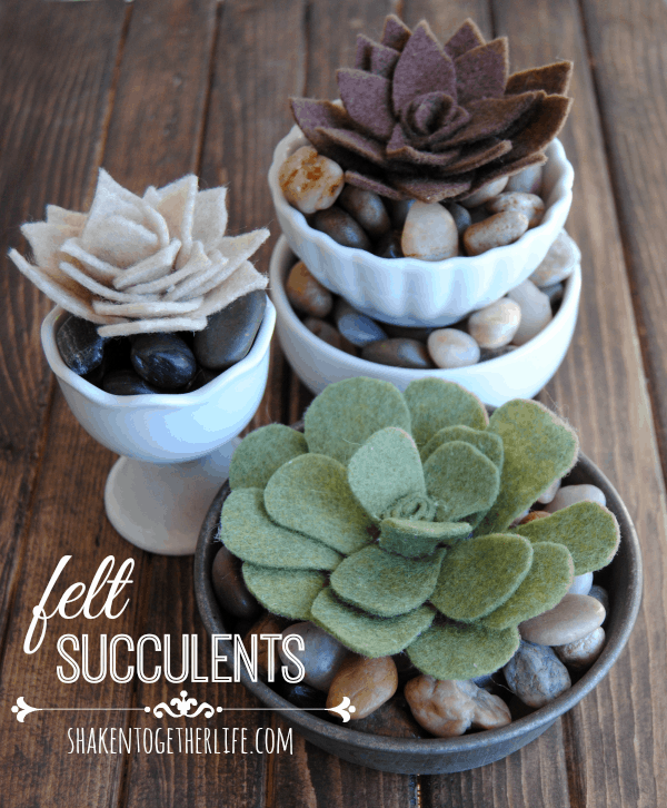 terracotta clay succulents