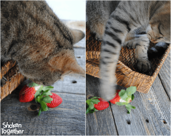 Lemon Strawberry Poke Cake Shaken Together